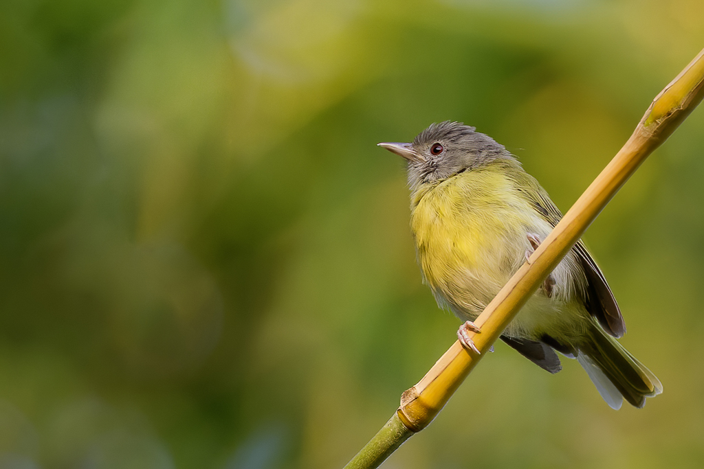 Ashy-headed Greenlet