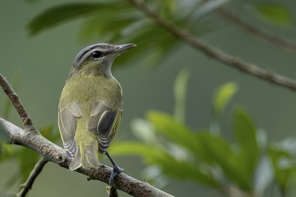 Chivi Vireo