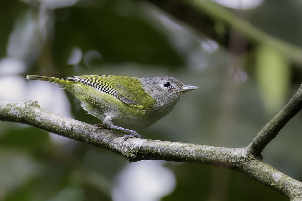 Lesser Greenlet