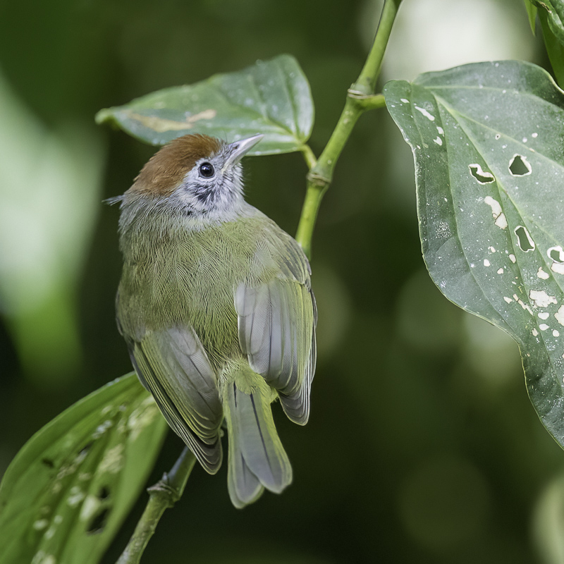 Rufous-crowned Greenlet
