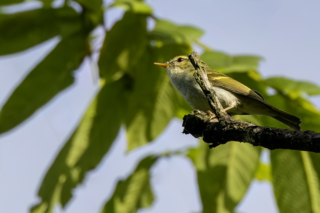 Emei Leaf Warbler - Emeiboszanger - Pouillot de lOmei