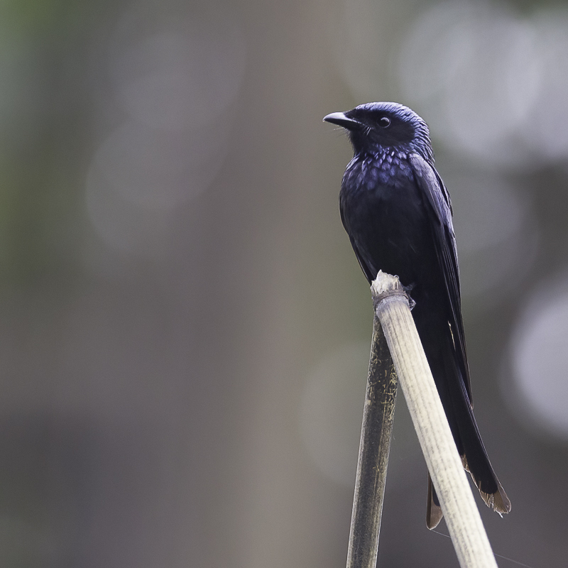 Bronzed Drongo