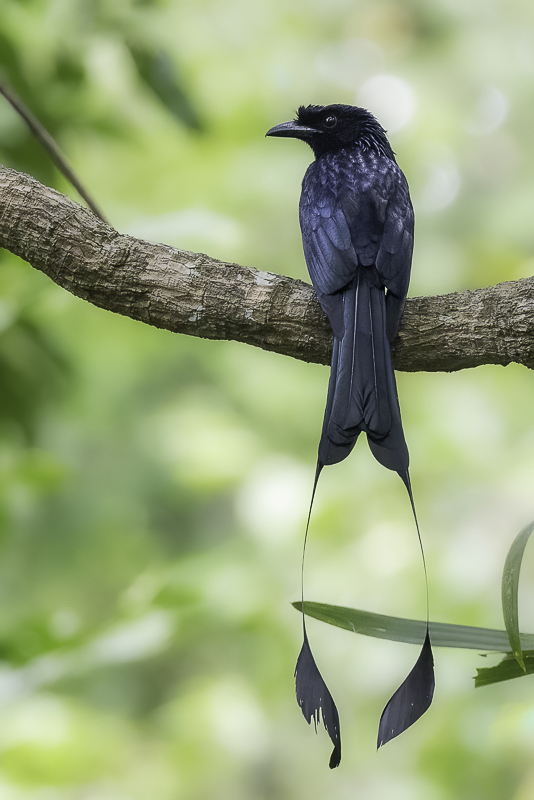 Greater Racket-tail Drongo