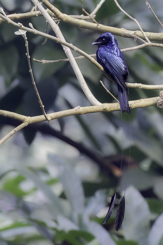 Lesser Racket-tailed Drongo
