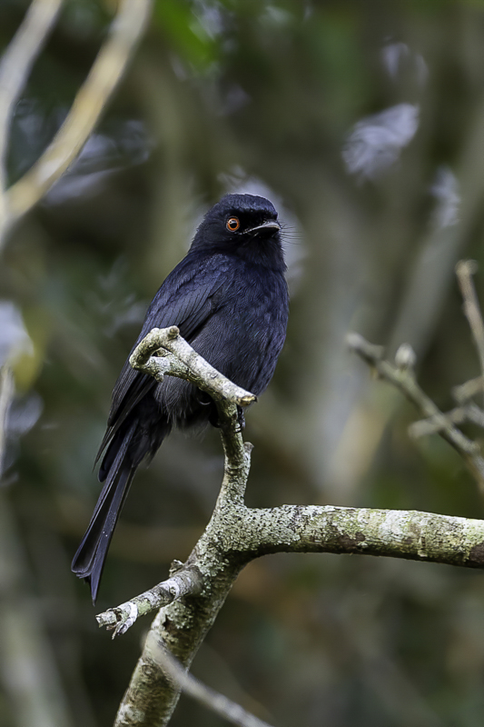 Square-tailed Drongo