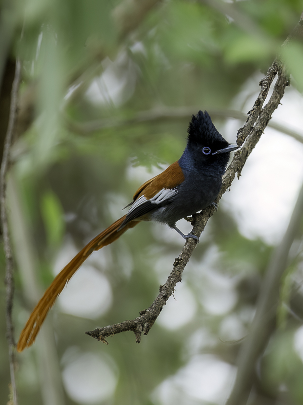 African Paradise Flycatcher (m)