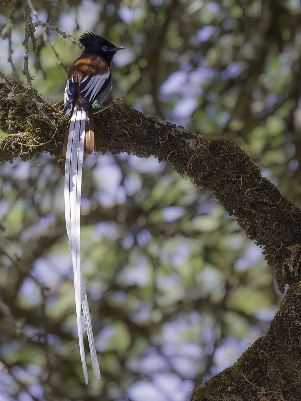 African Paradise Flycatcher (m)