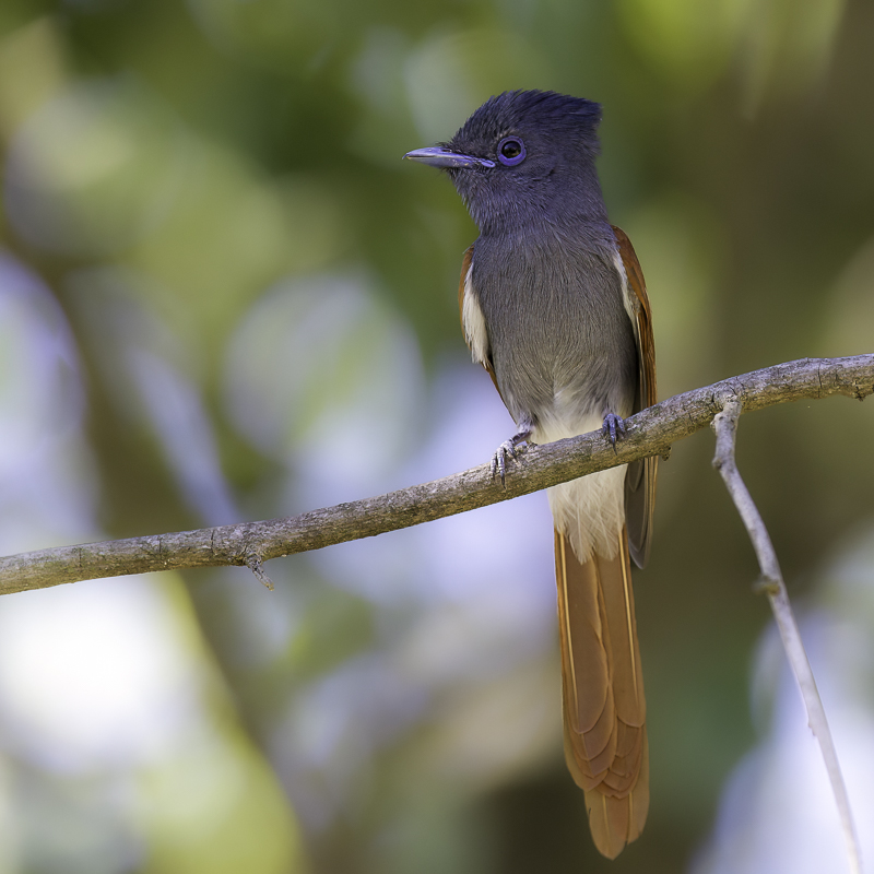 African Paradise-Flycatcher (f)