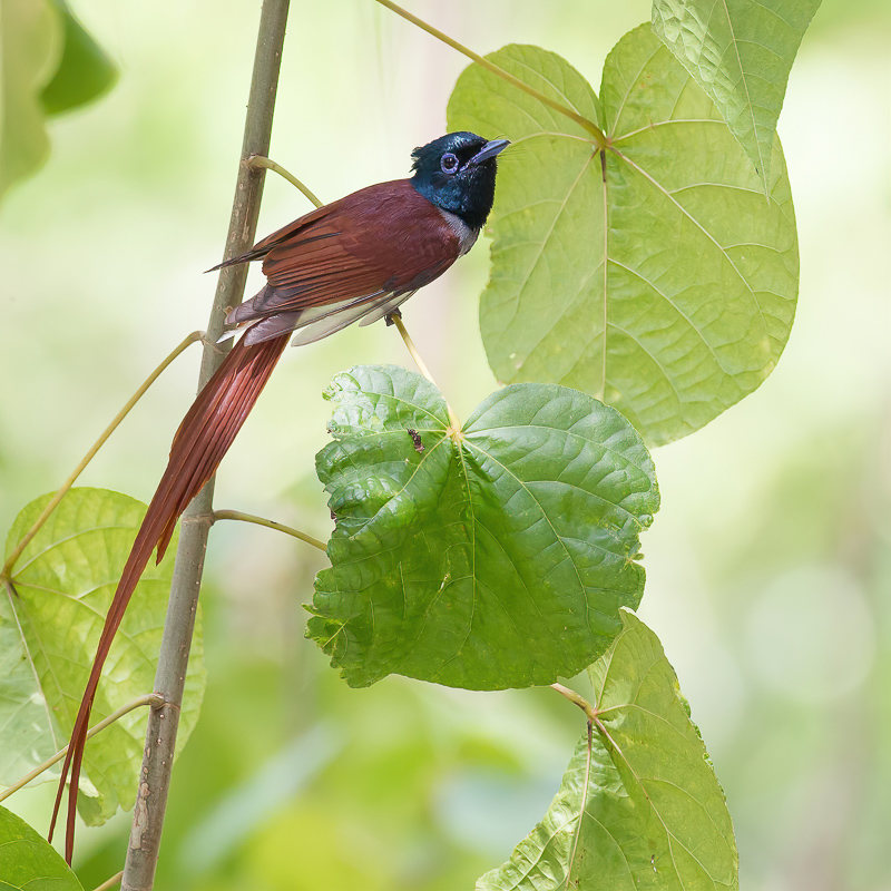 Amur Paradise Flycatcher (m)