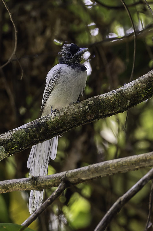Blyth's Paradise Flycatcher (m)