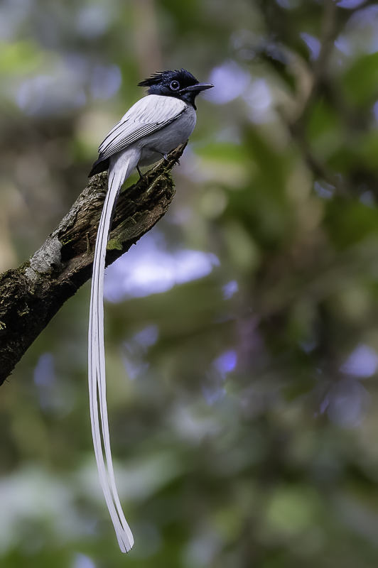 Indian Paradise Flycatcher (m)