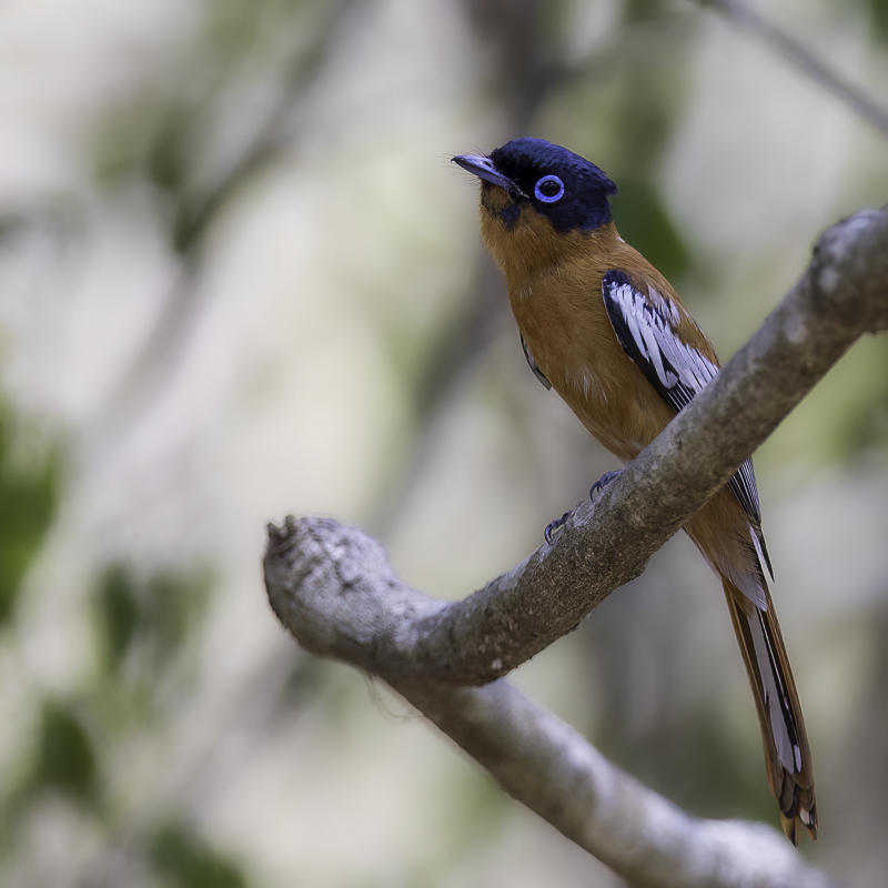 Malagasy Paradise Flycatcher (m)