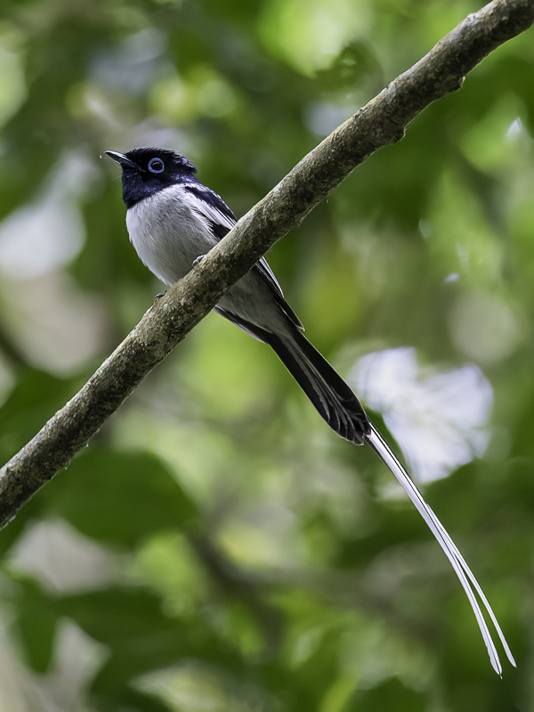 Malagasy Paradise Flycatcher (m)