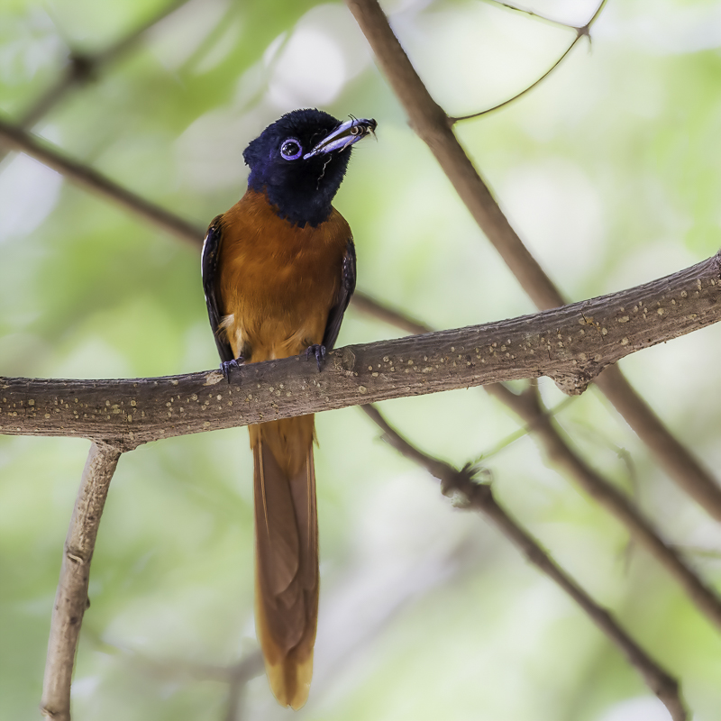 Red-bellied Paradise Flycatcher