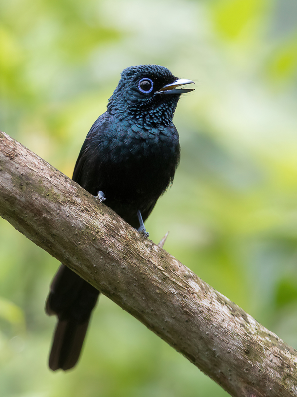 Sao Tom Paradise Flycatcher (m)