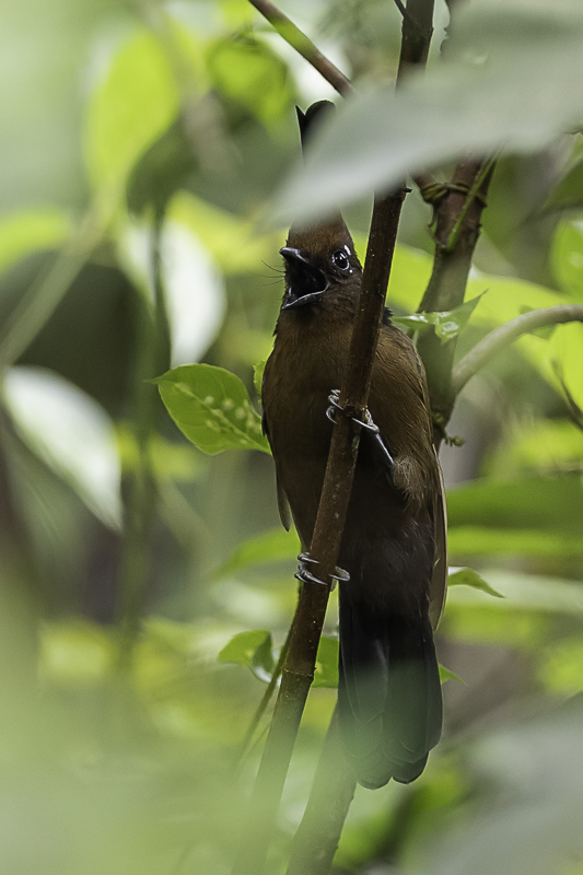 Crested Jayshrike