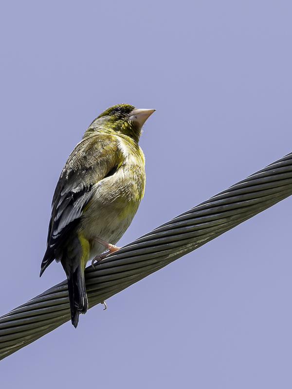 Oriental Greenfinch - Chinese Groenling - Verdier de Chine