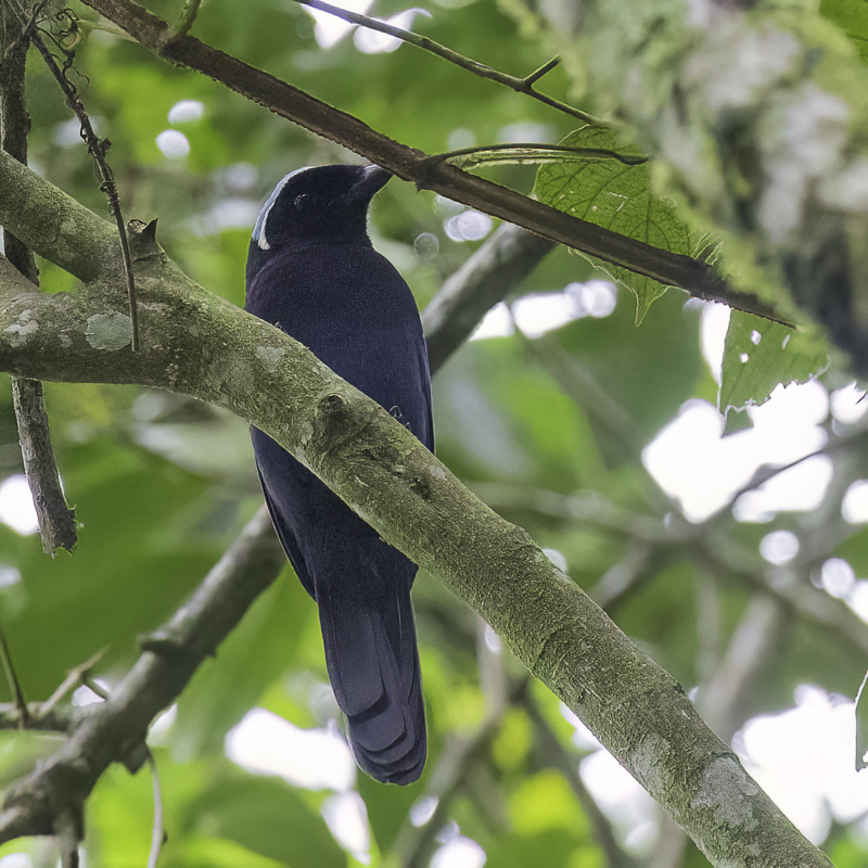 Azure-hooded Jay