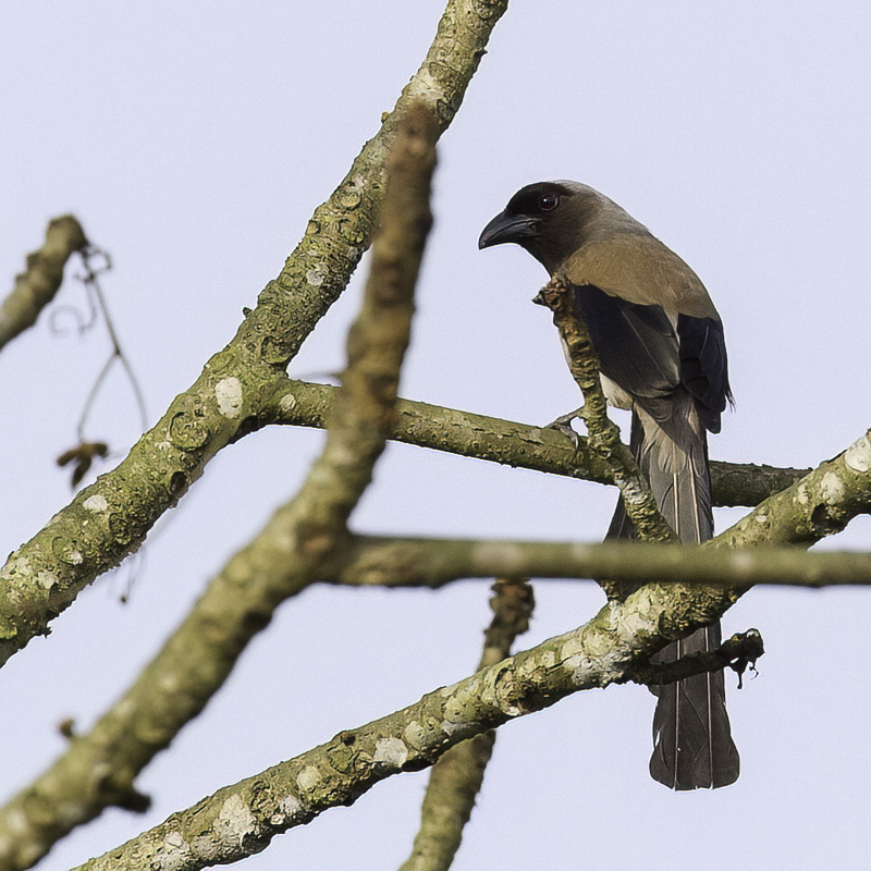Grey Treepie