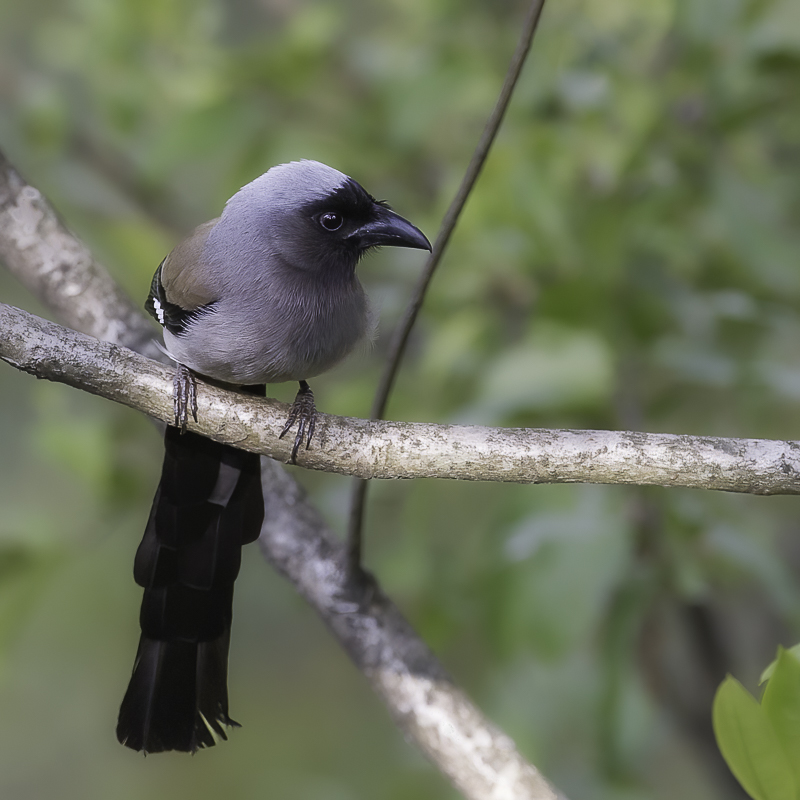 Grey Treepie