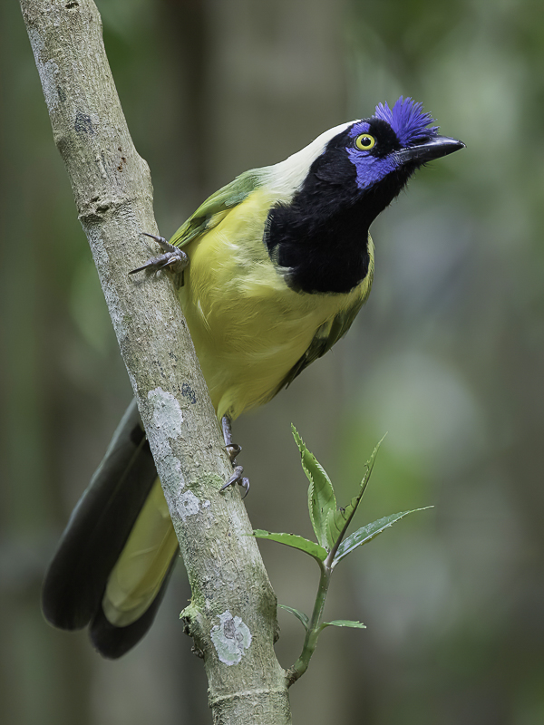 Inca Jay