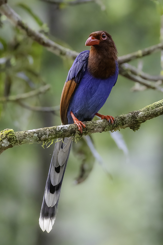 Sri Lanka Blue Magpie