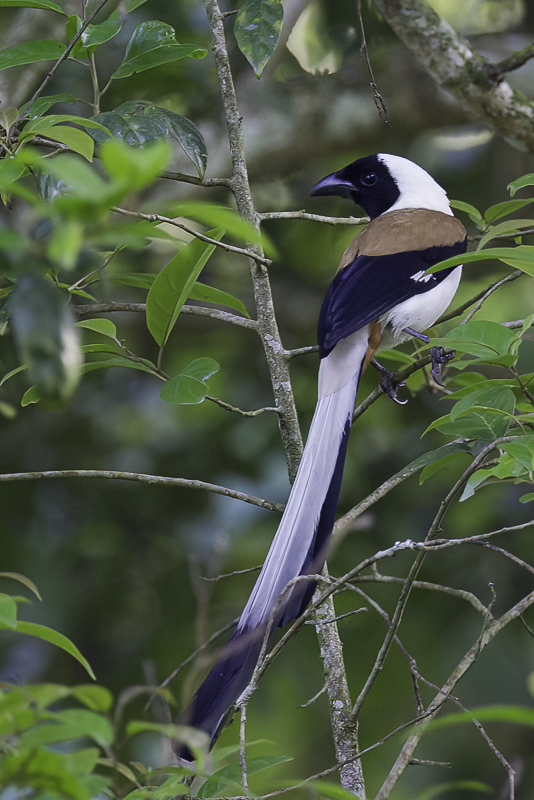 White-bellied Treepie