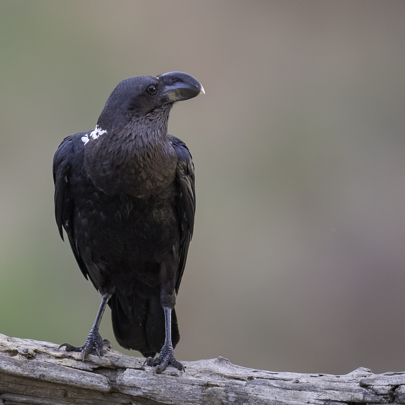 White-necked Raven