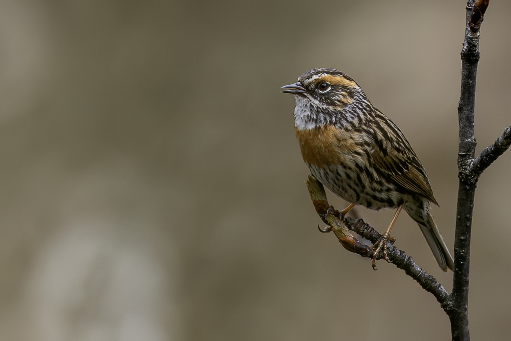 Rufous-breasted Accentor - Gestreepte Heggenmus - Accenteur  poitrine rousse
