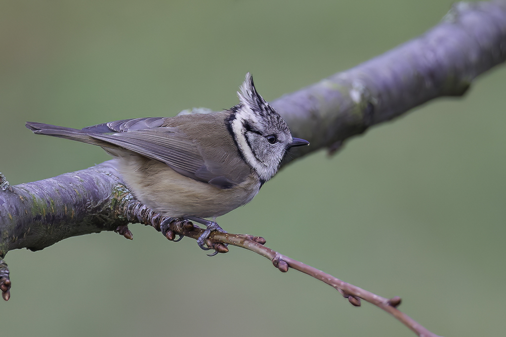 Crested Tit