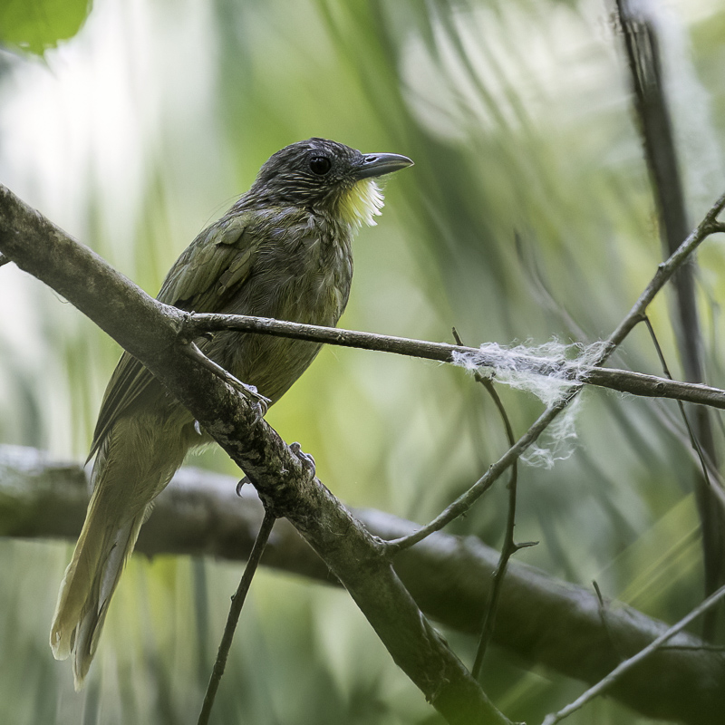 Western Bearded Greenbul