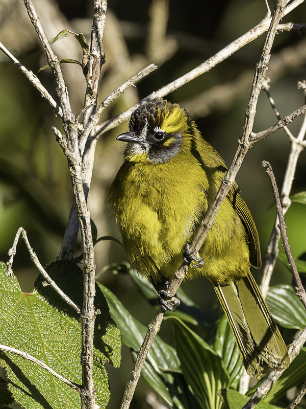 Yellow-eared Bulbul