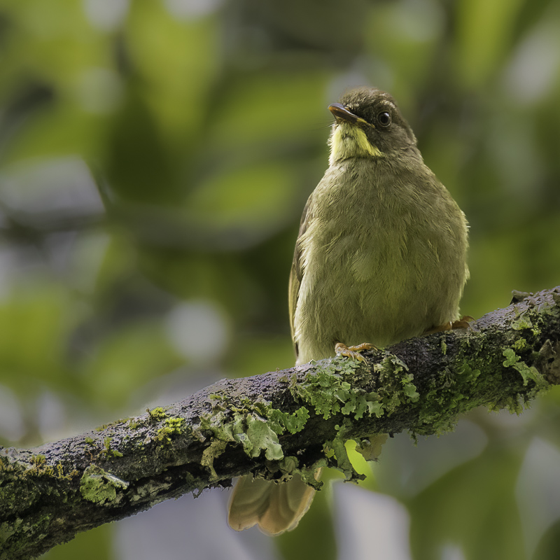Yellow-whiskered Greenbul