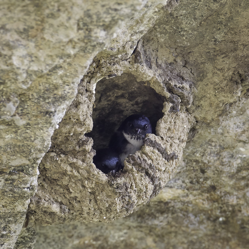 Nepal House Martin