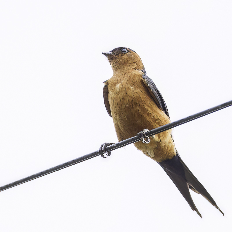 Rufous-bellied Swallow