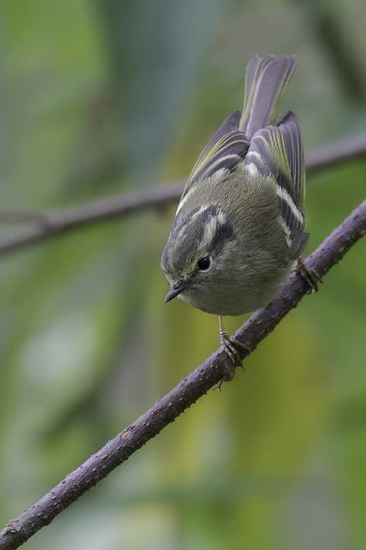 Lemon-rumped Warbler