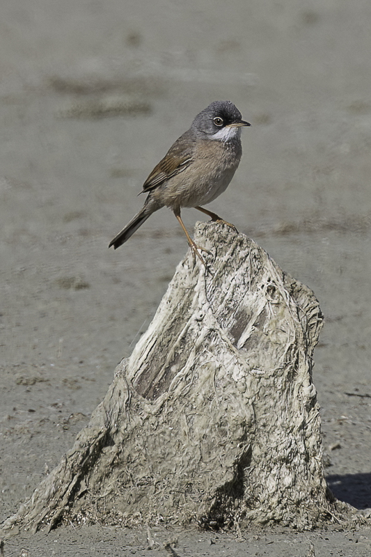 197 Sylviidae - Sylviid Warblers and Allies