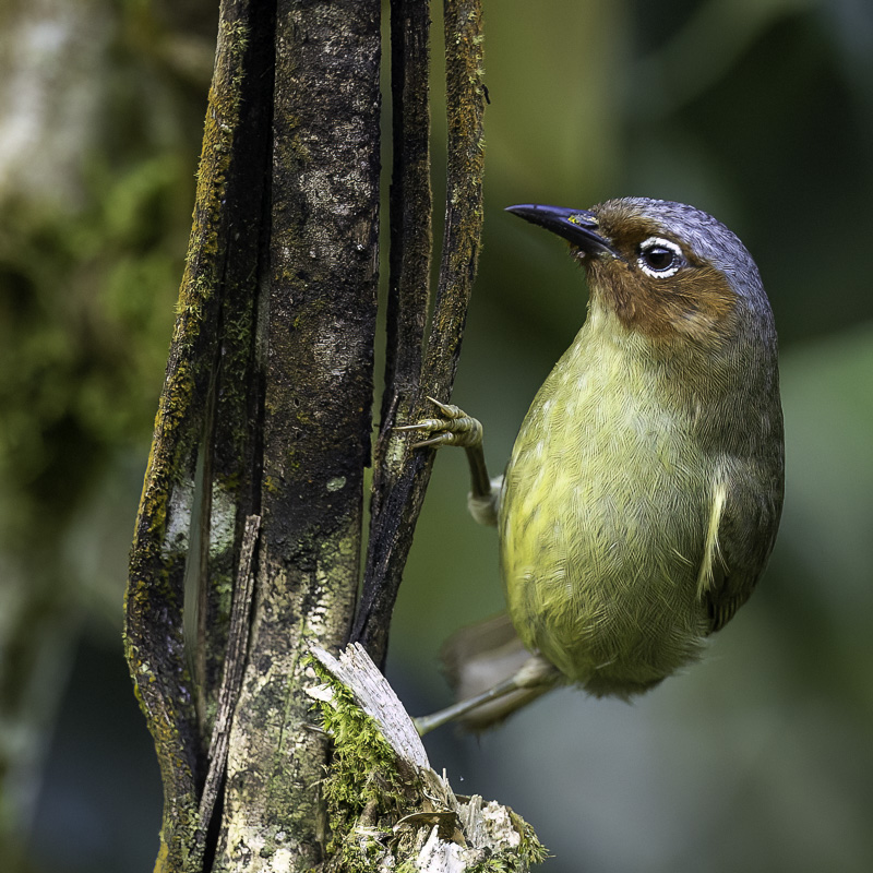 Chestnut-faced Babbler