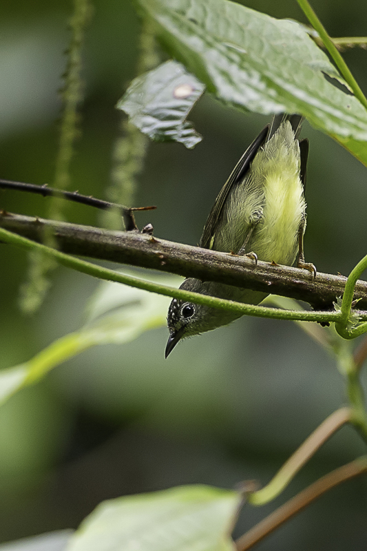 Pygmy White-eye