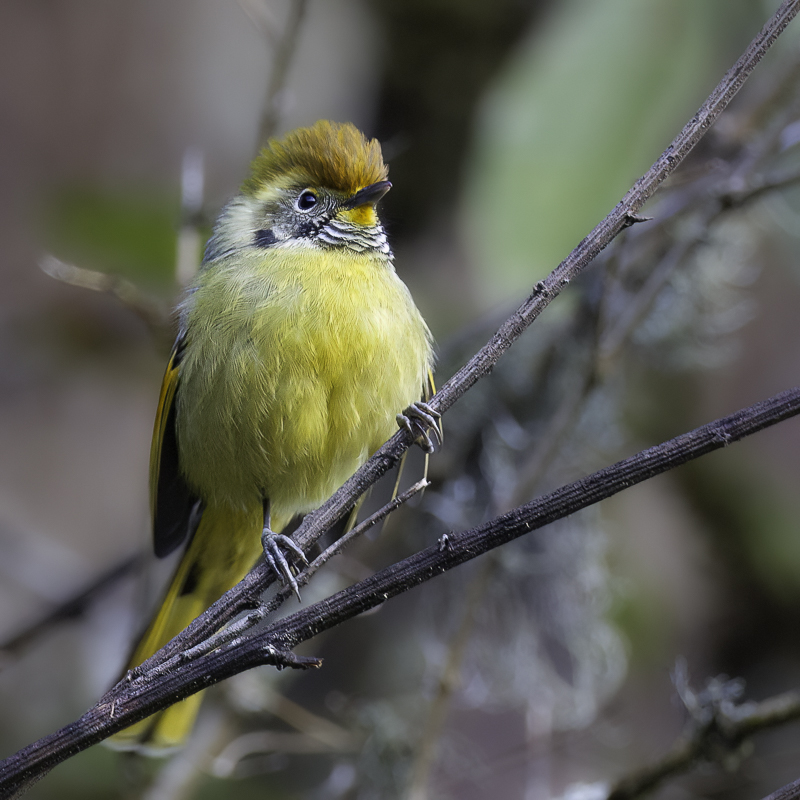 Bar-throated Minla