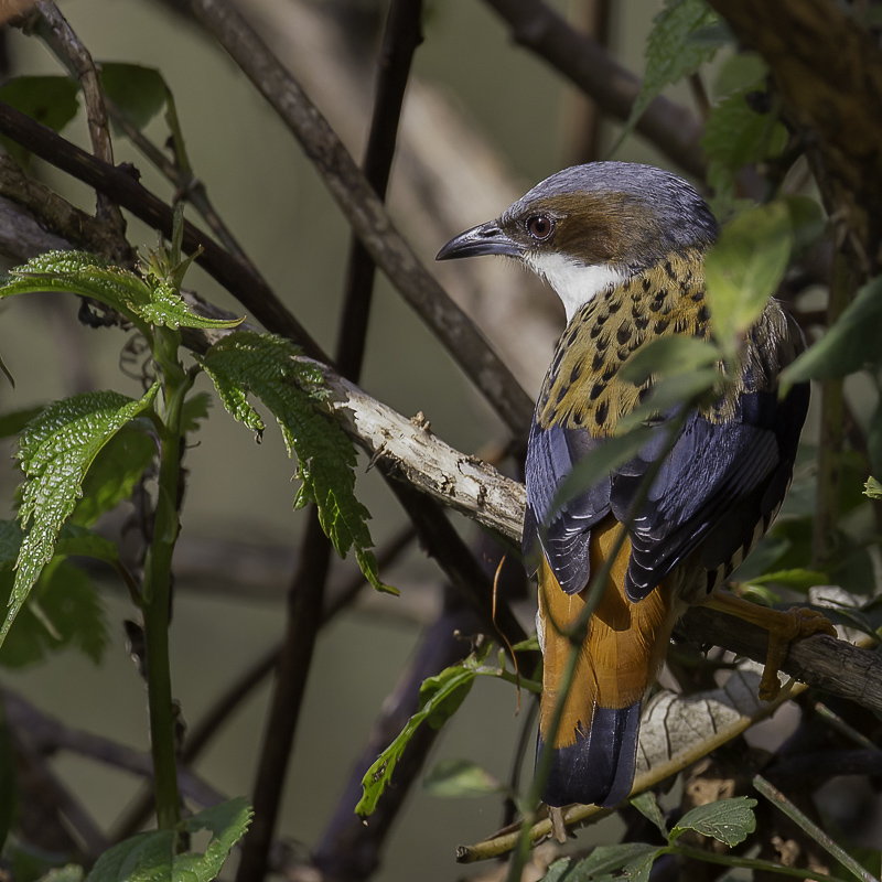 Himalayan Cutia (f)