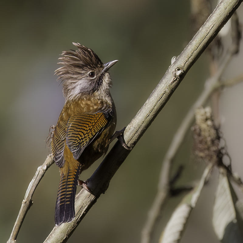 Hoary-Throated Barwing