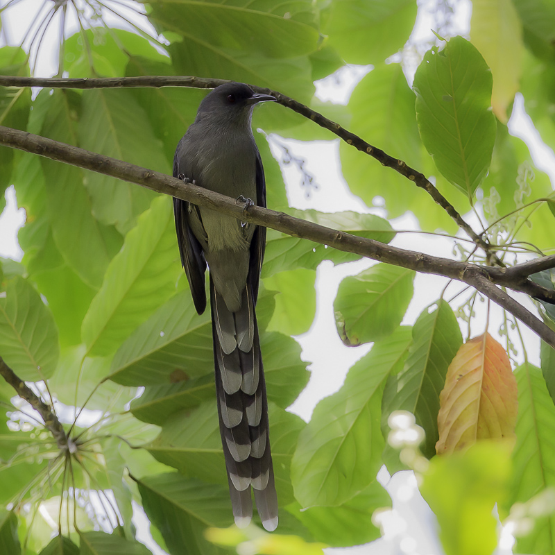 Long-tailed Sibia