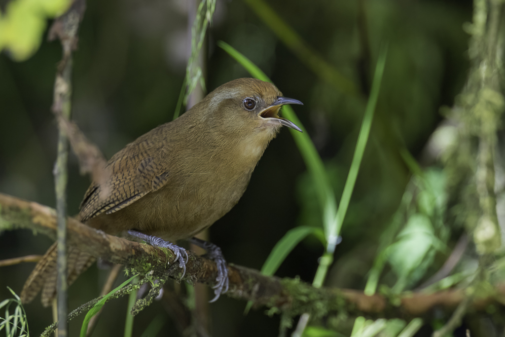 Peruvian Wren