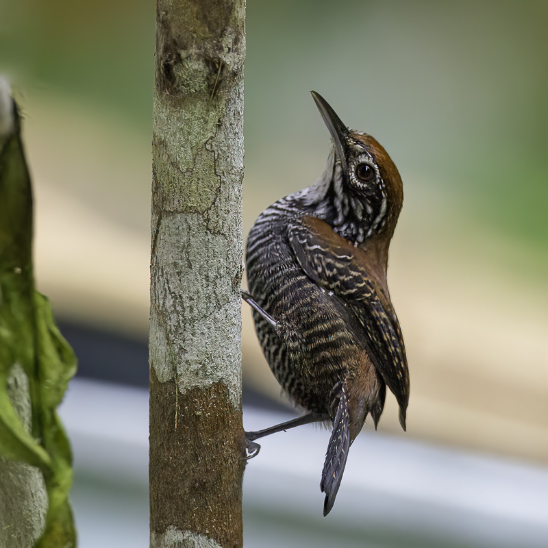 Riverside Wren