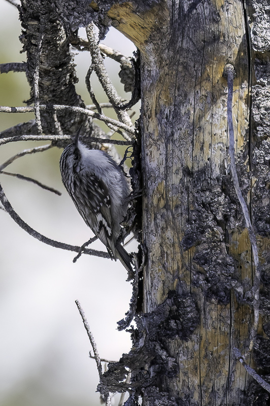 Brown Creeper