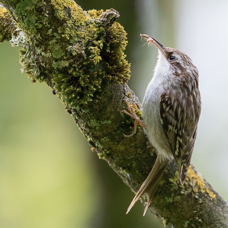 Short-toed Treecreeper