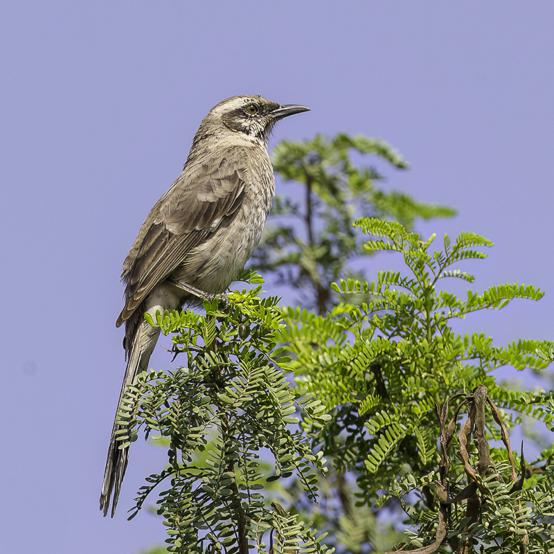 Long-tailed Mockingbird