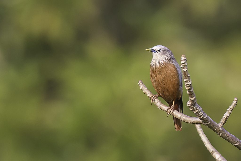 Chestnut-tailed Starling