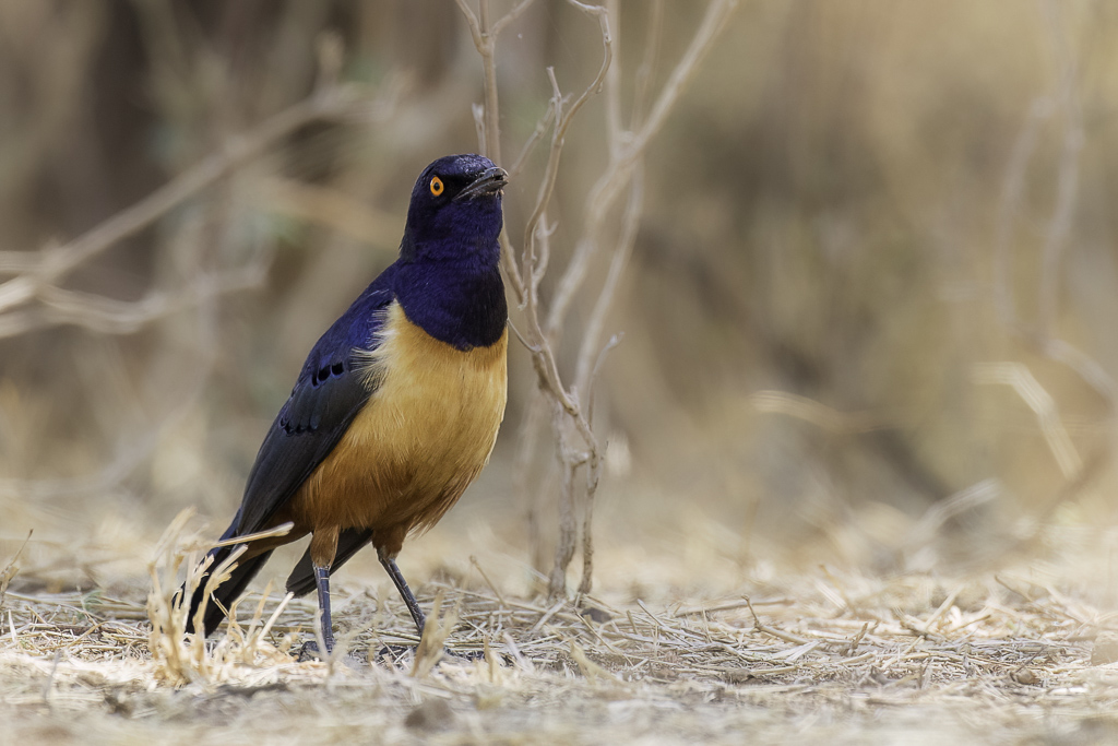 Hildebrandts Starling